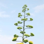 花を咲かせたアオノリュウゼツラン＝宝塚市雲雀丘１、高碕記念館