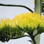 茎の先端で薄黄色に輝く花