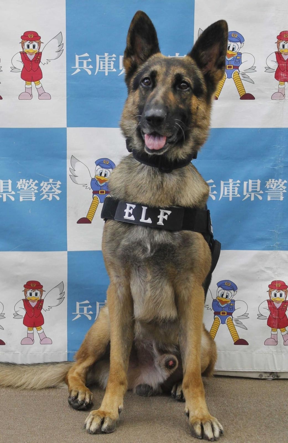 阪神 ５分で ワンワン 行方不明の男性発見 警察犬エルフ号は 頼もしい署員の仲間 神戸新聞next