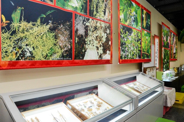 枯れ葉や木の皮に似せた模様で擬態する世界や日本の昆虫を紹介する企画展の会場＝伊丹市昆虫館
