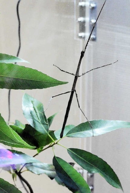 昆陽池で採取したナナフシの仲間＝伊丹市昆虫館