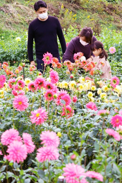 宝塚市花のダリア