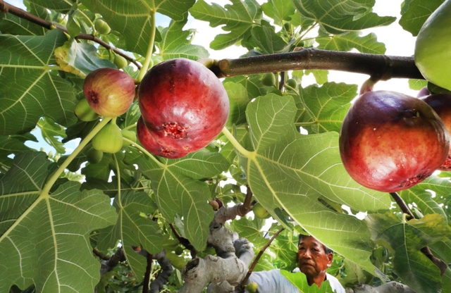 たわわに実ったイチジク＝川西市加茂１