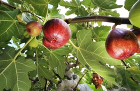 たわわに実ったイチジク＝川西市加茂１
