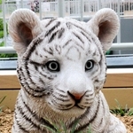 トラさん＝メルカードむこがわ