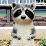 アライグマさん＝メルカードむこがわ