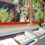 枯れ葉や木の皮に似せた模様で擬態する世界や日本の昆虫を紹介する企画展の会場＝伊丹市昆虫館