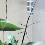 昆陽池で採取したナナフシの仲間＝伊丹市昆虫館