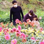 宝塚市花のダリア