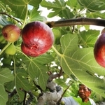 たわわに実ったイチジク＝川西市加茂１