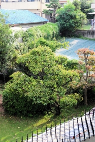 民家にある梅の木（右下）。春には花が咲く＝宝塚市宝梅１
