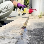 除草後、再び草が生えるのを防ぐためシリコン樹脂を注入する作業＝西宮市津田町