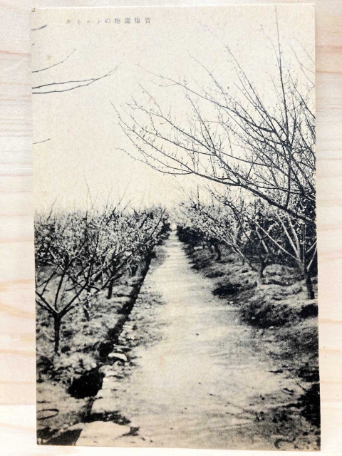宝梅園梅林の絵はがき。宝梅中学校に復元された「宝の塚」はここにあったと伝わる（清荒神参道商店会提供）