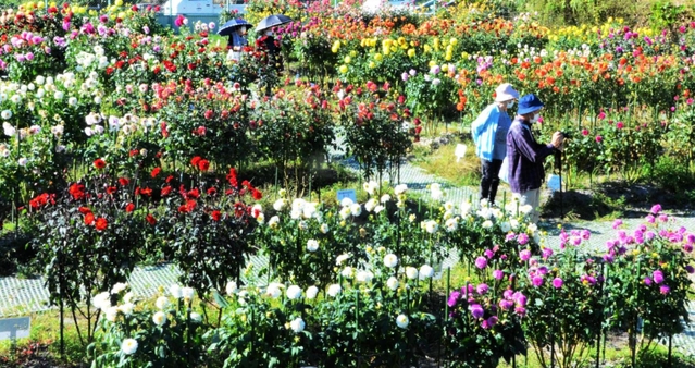 寒暖差で色味が増し、見頃を迎えたダリア＝黒川ダリヤ園