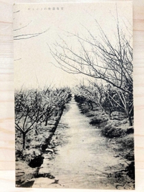 宝梅園梅林の絵はがき。宝梅中学校に復元された「宝の塚」はここにあったと伝わる（清荒神参道商店会提供）