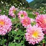 ピンク色の大輪をつけたダリア＝黒川ダリヤ園