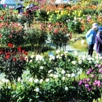 寒暖差で色味が増し、見頃を迎えたダリア＝黒川ダリヤ園