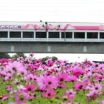 コスモス畑の上を走るハローキティ新幹線＝尼崎市の武庫川沿い
