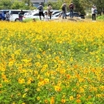 満開を迎えた黄色のコスモス