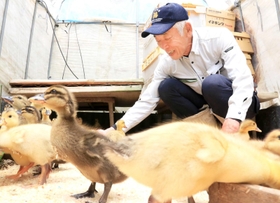 アイガモのひなに餌やりをする上殿さん＝今年５月、猪名川町下阿古谷
