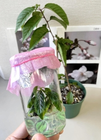 ふるさと納税の返礼品に加わったサクラの独自品種「宮の雛桜」の培養苗＝西宮市役所