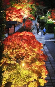 ライトアップされて境内を鮮やかに彩るモミジ＝満願寺