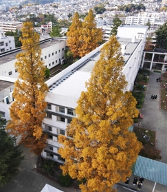 黄金に色づいたメタセコイア＝西宮市神原