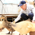 アイガモのひなに餌やりをする上殿さん＝今年５月、猪名川町下阿古谷