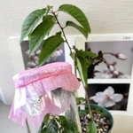 ふるさと納税の返礼品に加わったサクラの独自品種「宮の雛桜」の培養苗＝西宮市役所