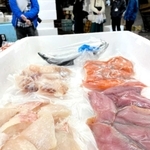 無償提供された水産物＝尼崎市潮江４、尼崎市公設地方卸売市場