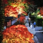 ライトアップされて境内を鮮やかに彩るモミジ＝満願寺