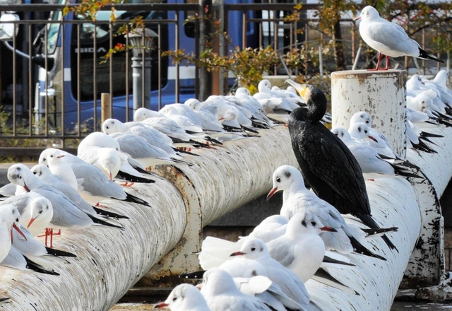 ユリカモメの群れに溶け込むウ＝尼崎市昭和通２、庄下川