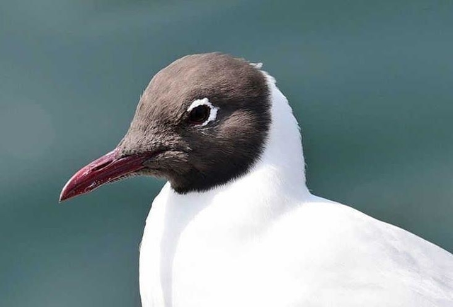 夏羽に変わり、冬とは別人のように顔が黒くなったユリカモメ＝２０２０年４月、神戸市中央区波止場町