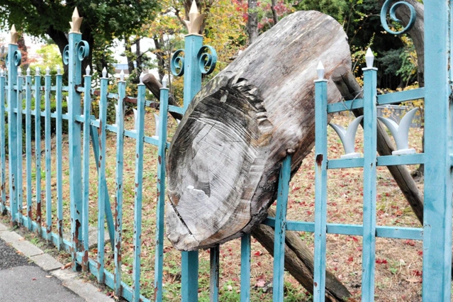 老朽化したフェンスを支える松の木の断面＝西宮市御茶家所町