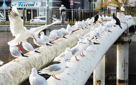 羽を休めるユリカモメ。まるでおしゃべりしているよう＝尼崎市昭和通２、庄下川