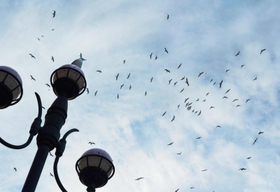 一斉に空を舞うユリカモメ。ふんが落ちてくるので注意が必要＝尼崎市昭和通２、庄下川