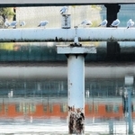 川をまたぐパイプの上で等間隔に並ぶユリカモメ。水面には阪神電車が映る＝尼崎市昭和通２、庄下川