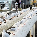 羽を休めるユリカモメ。まるでおしゃべりしているよう＝尼崎市昭和通２、庄下川