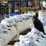 ユリカモメの群れに溶け込むウ＝尼崎市昭和通２、庄下川