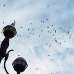 一斉に空を舞うユリカモメ。ふんが落ちてくるので注意が必要＝尼崎市昭和通２、庄下川