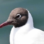 夏羽に変わり、冬とは別人のように顔が黒くなったユリカモメ＝２０２０年４月、神戸市中央区波止場町