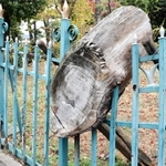 老朽化したフェンスを支える松の木の断面＝西宮市御茶家所町