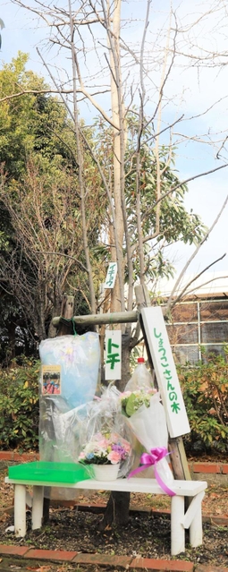 震災翌年の１９９６年に植えられた「祥子の木」。この日は打出浜小学校や近隣校の児童らが手を合わせて花を手向けた＝２０２２年１月１７日午前、芦屋市新浜町、芦屋市立打出浜小学校