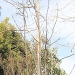 震災翌年の１９９６年に植えられた「祥子の木」。この日は打出浜小学校や近隣校の児童らが手を合わせて花を手向けた＝２０２２年１月１７日午前、芦屋市新浜町、芦屋市立打出浜小学校