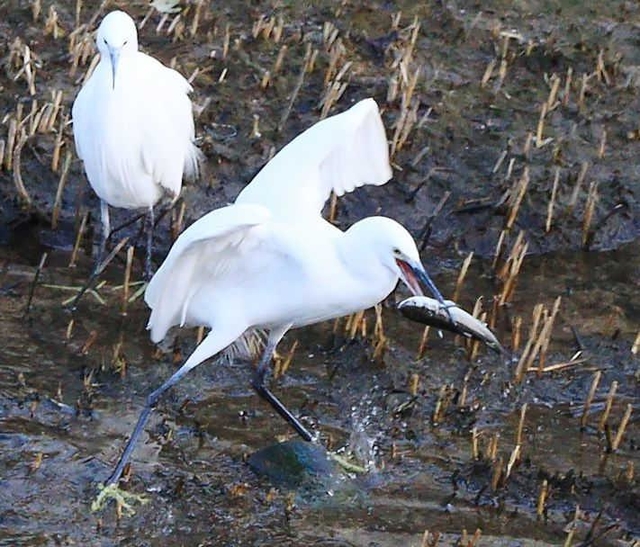 ボラをくちばしでつつく鳥＝芦屋市内の宮川河口付近