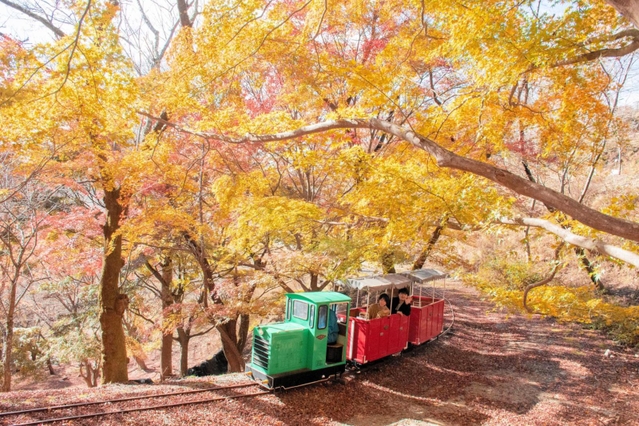 紅葉の中を走る「シグナス森林鉄道」のミニトロッコ列車（能勢電鉄提供）