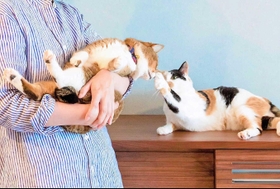 オキエイコさんが飼っている保護猫２匹（オキさん提供）