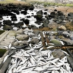 潮位が下がり、水が引いた川底に取り残されたボラ＝芦屋市内の宮川河口付近