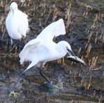 ボラをくちばしでつつく鳥＝芦屋市内の宮川河口付近