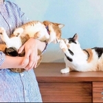 オキエイコさんが飼っている保護猫２匹（オキさん提供）